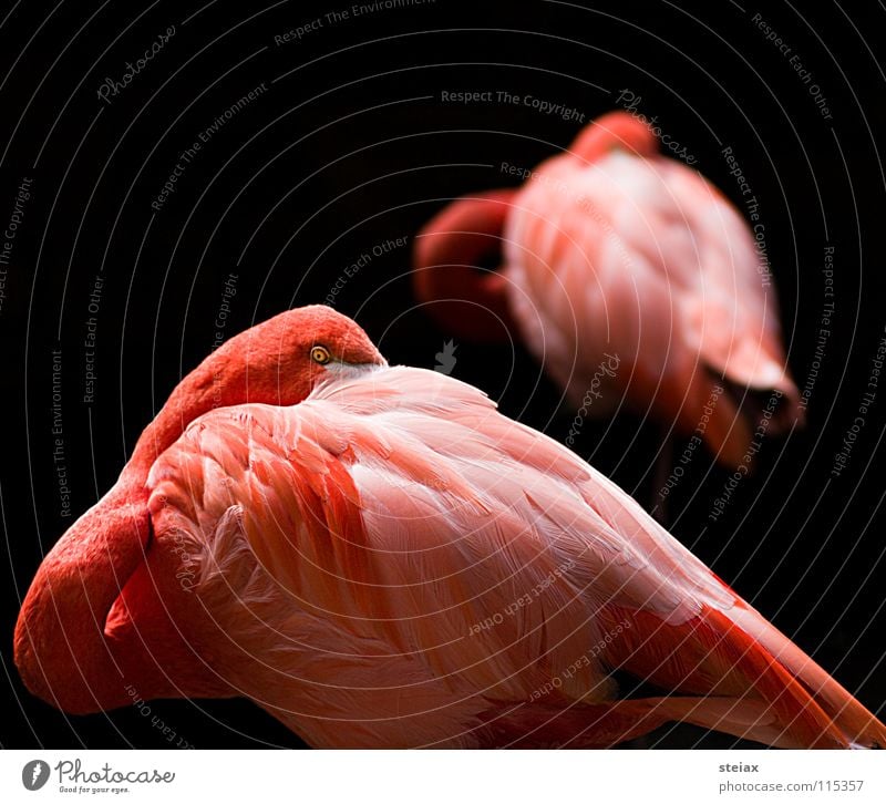 Don't look at me Bird Pink Zoo Flamingo Colour Hide Eyes