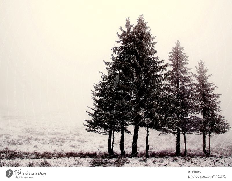 oh fir tree Fog Cold Fir tree Meadow Calm Loneliness Moody Winter Snow Landscape