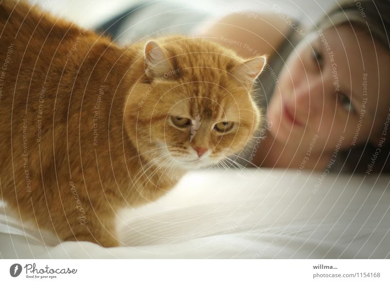red house cat with young woman on sofa Cat Domestic cat Pet Woman Love of animals Young woman Observe young girl at home relax pretty Majestic Pride Sofa Bed