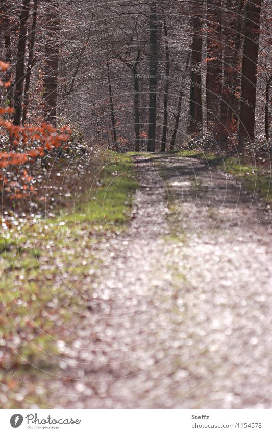 Forest bathing in the spring forest Spring forest forest bath forest path April Footpath Relaxation Nature Experience nature Forest walk light reflexes