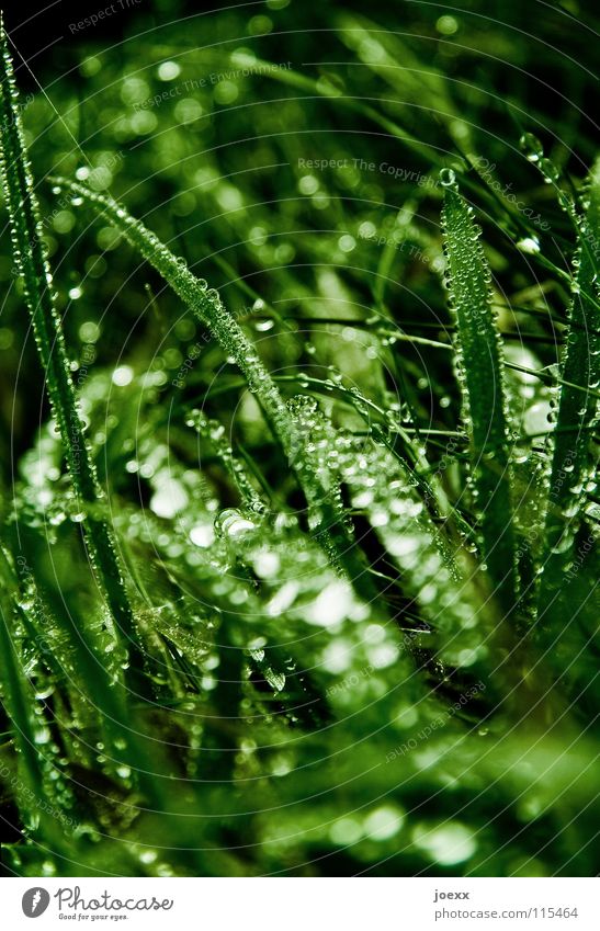 After the rain Damp Fresh Worm's-eye view Glittering Grass Grass green Blade of grass Green Dew Wet Rain Juicy Drops of water Meadow Mountain gasifiers Americas