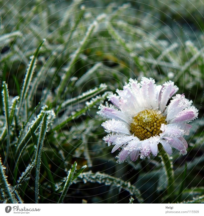 Flower of a daisy with ice crystals on the petals in a meadow Winter Cold Freeze Ice crystal Hoar frost Morning Frozen Daisy Blossom leave Stalk Grass