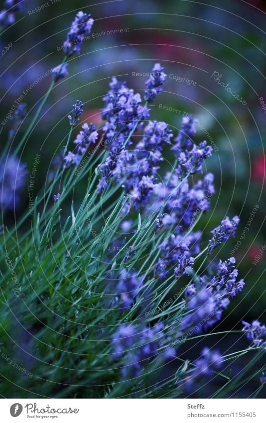 Lavender blooms in the summer garden flowering lavender Lavender flower lavender scent lavender blossom lavender flowers medicinal plant Medicinal plant