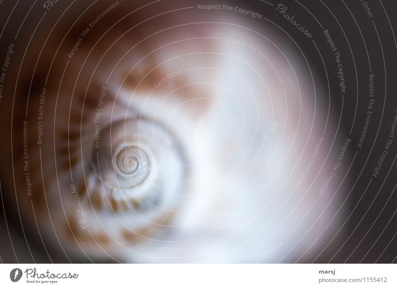 Don't look too long. Life Harmonious Senses Calm Meditation Snail shell Spiral Simple Natural Rotated Hypnotizing Nature Natural color Minimalistic to the point