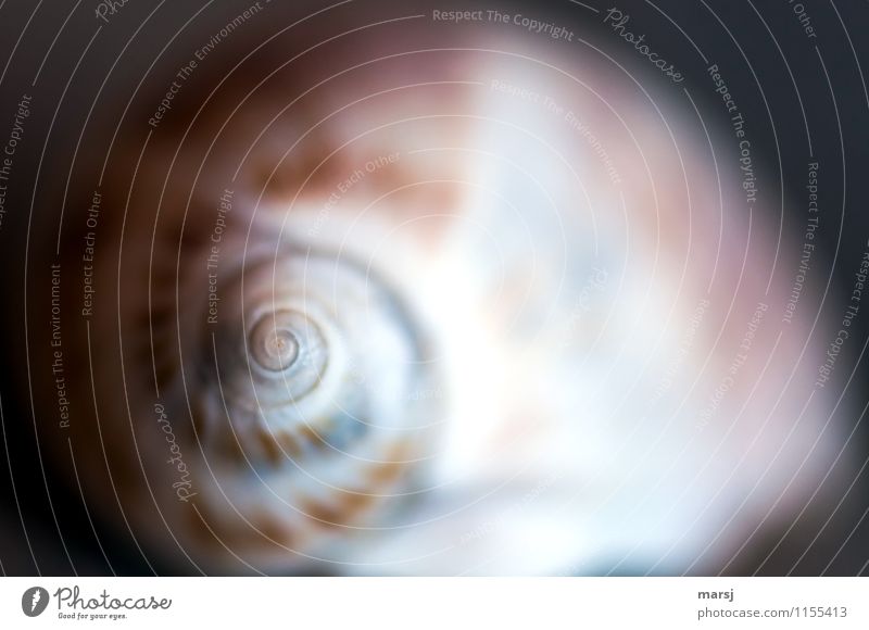Spiral from the snail shell to the point Snail shell Meditation Harmonious Hypnotizing Simple natural Rotated Minimalistic Natural color Nature Life Calm Senses