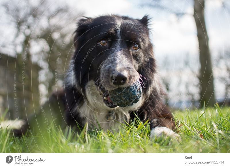 Full snout Animal Grass Meadow Pet Dog Retrieve Collie border collie Herding dog 1 Ball Cute Blue Safety (feeling of) Love of animals Serene Loyalty Smooth