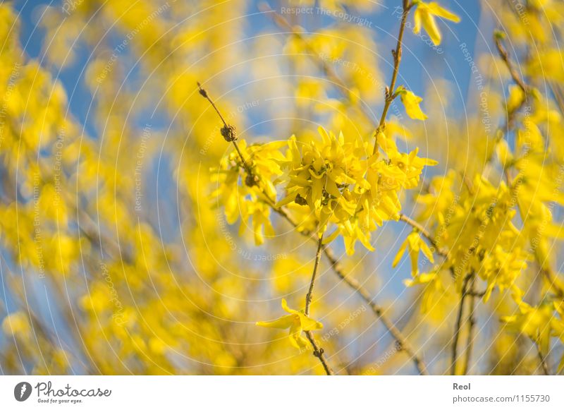 yellow Nature Plant Sky Cloudless sky Spring Beautiful weather Bushes Twigs and branches Blossom leave Blossoming Growth Blue Yellow Spring fever Blur Forsythia
