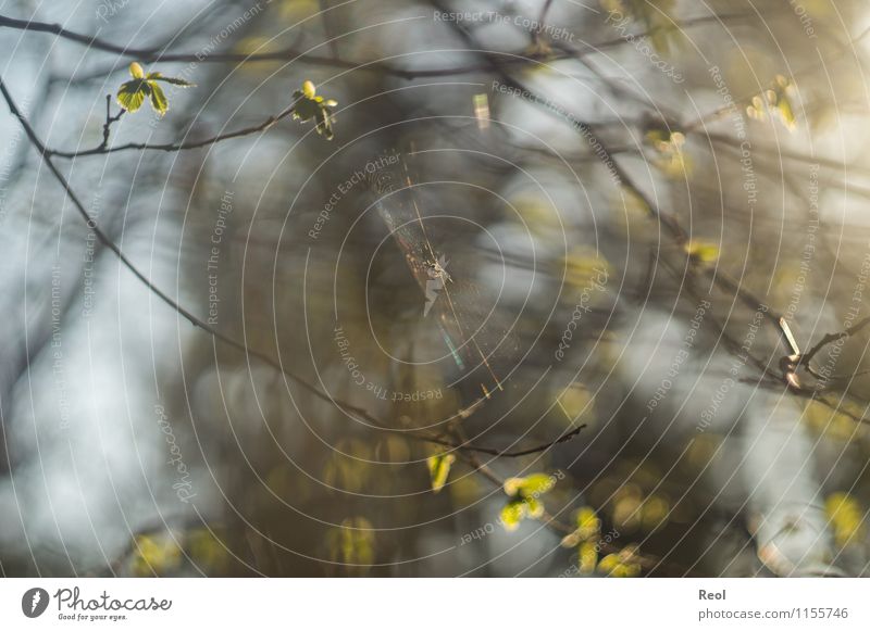 spider's web Nature Spring Plant Tree Bushes Twigs and branches Leaf Forest Spider Spider's web Growth Brown Green Spring fever Blur Sunlight Colour photo