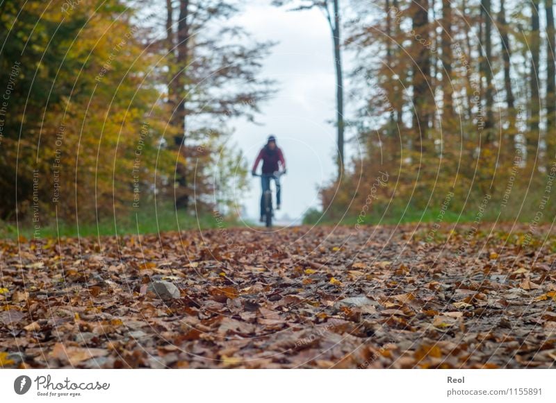 autumn tour Sports Cycling Mountain bike Autumn Leaf Forest Lanes & trails Footpath Cycling tour Bicycle Brown Athletic Clouds Autumnal Colour photo