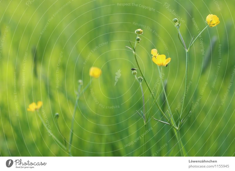Buttercups in Spring Nature Plant Animal Beautiful weather Flower Grass Blossom Crowfoot Meadow Fly Blossoming Happiness Fresh Small Natural Yellow Green