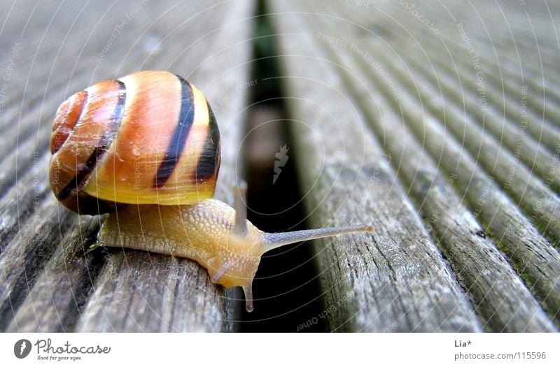 obstacles Animal Feeler Snail shell Barrier Break Slowly Crawl Gutter Border Border crossing Small Cute Balcony Macro (Extreme close-up) Close-up Dig Brave Task