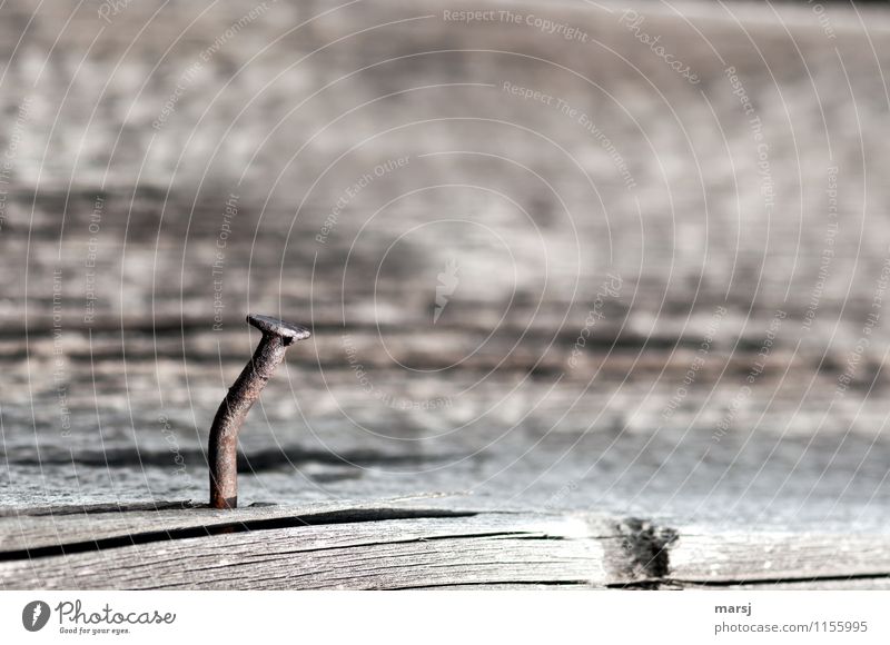 Bent, rusty nail. Alone on an old, cracked wooden board. Nail Wood Metal Old Broken Colour photo Subdued colour Brown Structures and shapes Transience Change