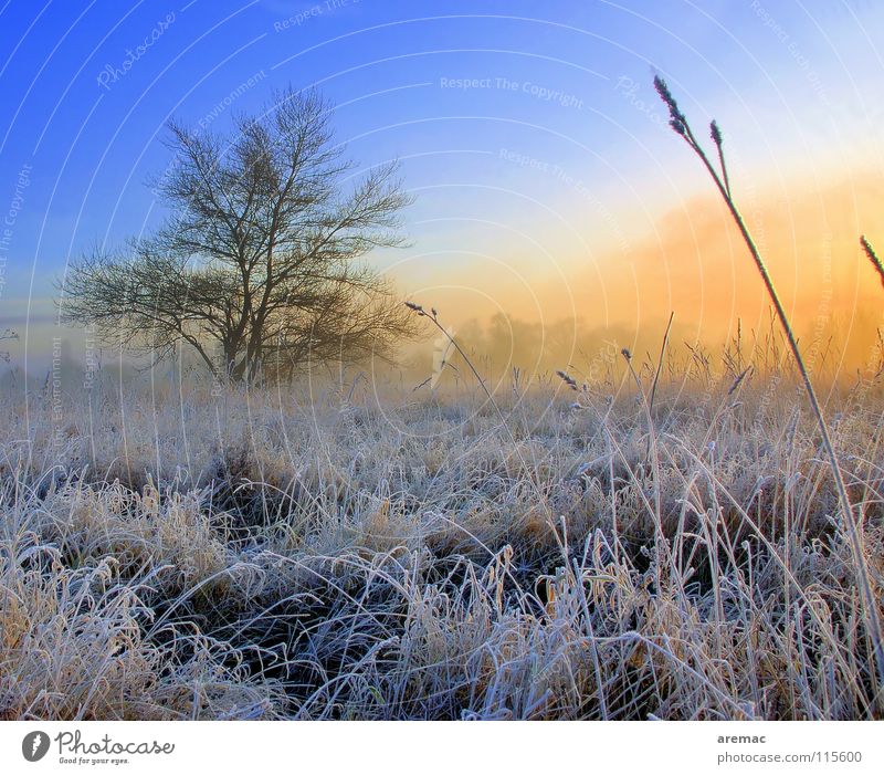 permafrost Tree Field Meadow Sunrise Fog Grass Winter Landscape Rope
