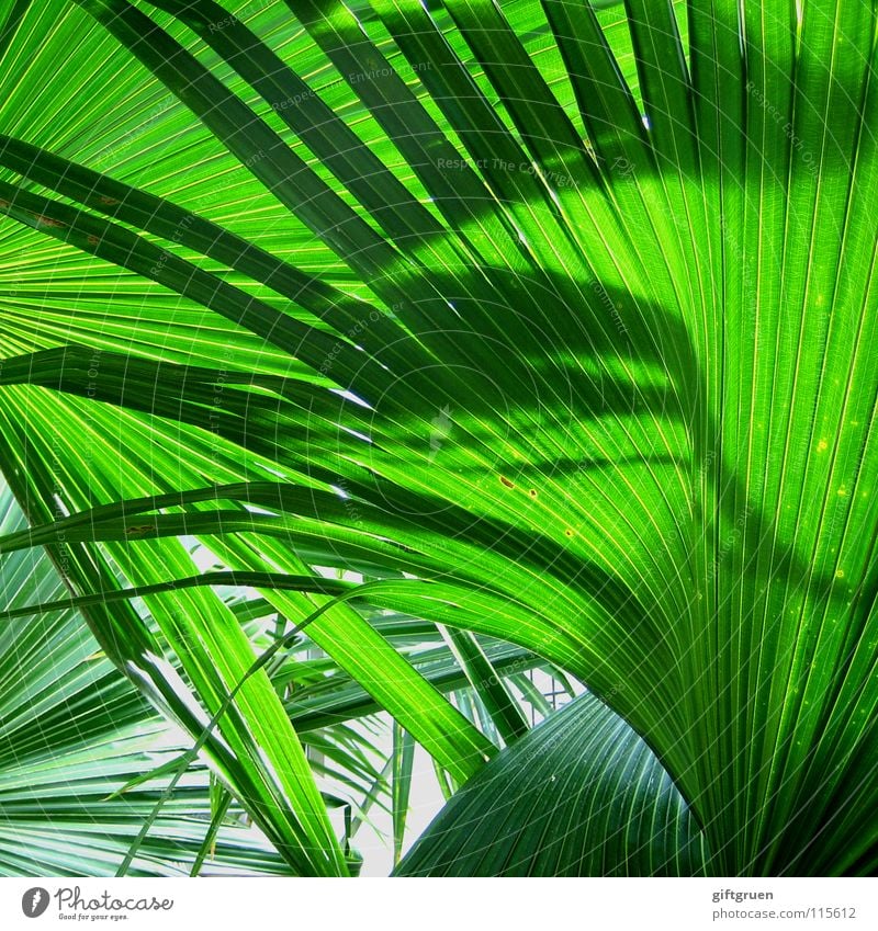 Greener you can't get! Palm tree Bilious green Plant Botany Pattern Colour Summer Shadow Nature Structures and shapes