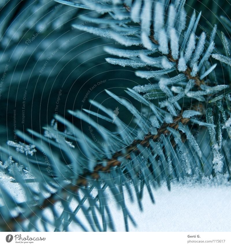 pine blue Cold Winter Ice age Hoar frost Fir tree Frozen Winter festival Christmas tree Fir needle Coniferous trees Frost fir green blue spruce peaks Snow
