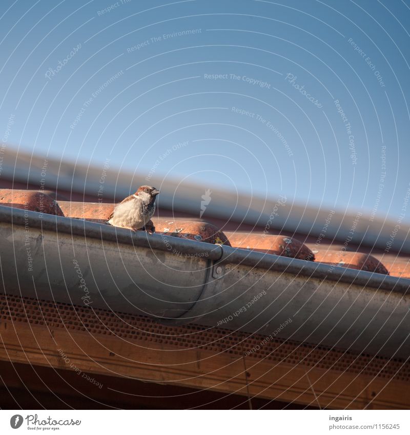 sparrow Sky Roof Eaves Roofing tile Animal Bird Sparrow 1 Observe Crouch Looking Small Near Above Blue Brown Gray Orange Safety Life Uniqueness Nature