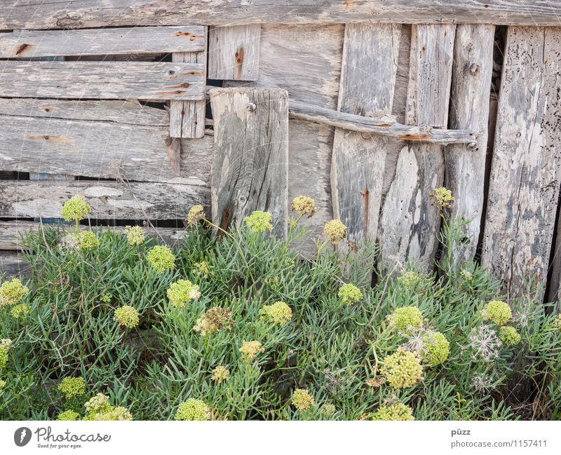 shack Nature Plant Flower Bushes Foliage plant Wild plant Hut Wall (barrier) Wall (building) Facade Garden Old Brown Gray Green Decline Transience Change