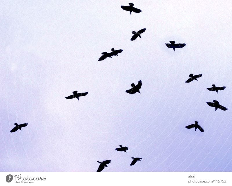 Christmas raven Raven birds Clouds Formation Social Warped Goose Air Winter Communicate Bird Sky Blue Cover Flock Flying Aviation hollered social fabric
