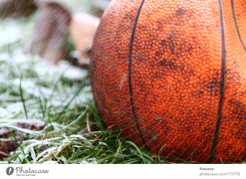 lonely ball Grass Forget Loneliness Winter Round Frozen Leaf Hoar frost Ice Broken Sports Playing Colour Ball Basketball Structures and shapes Sphere Line Frost