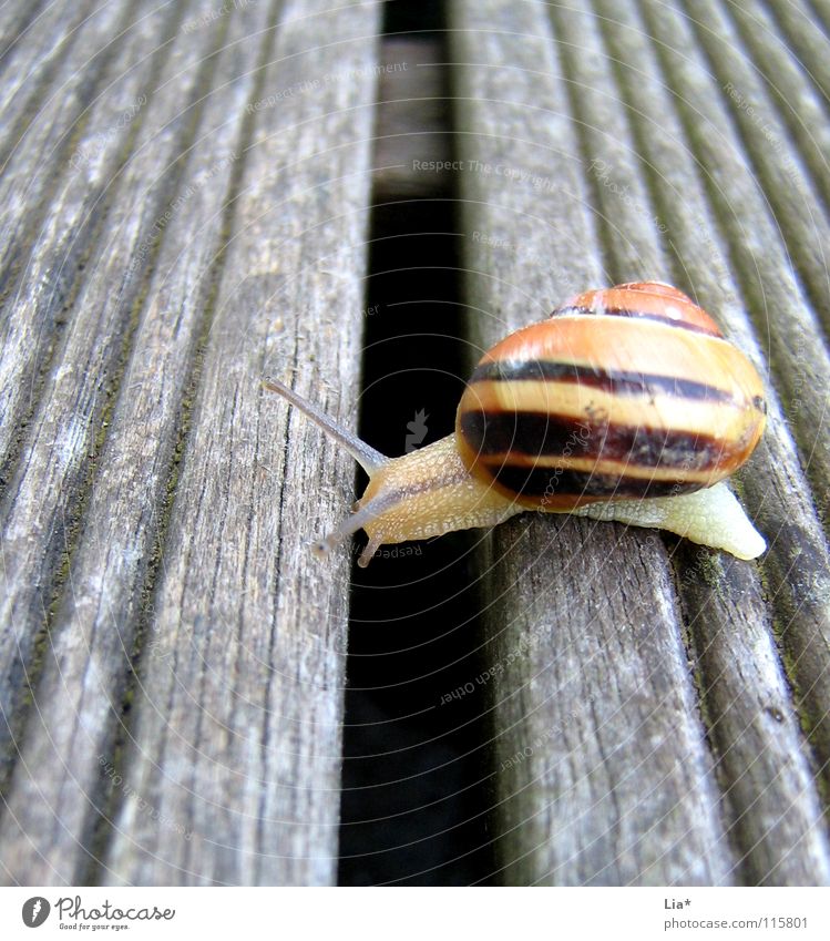 bridge Animal Feeler Snail shell Barrier Break Slowly Crawl Gutter Border Border crossing Conquer Effort Work and employment Reach Small Cute Balcony