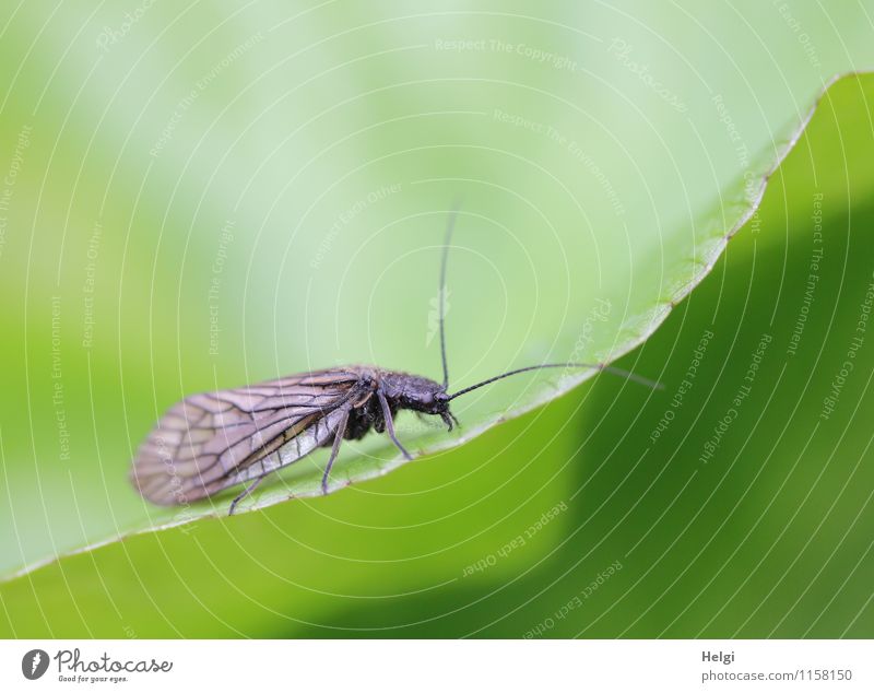 In search of... Environment Nature Plant Animal Drops of water Spring Leaf Foliage plant Park Common green lacewing 1 Crawl Esthetic Uniqueness Small Wet