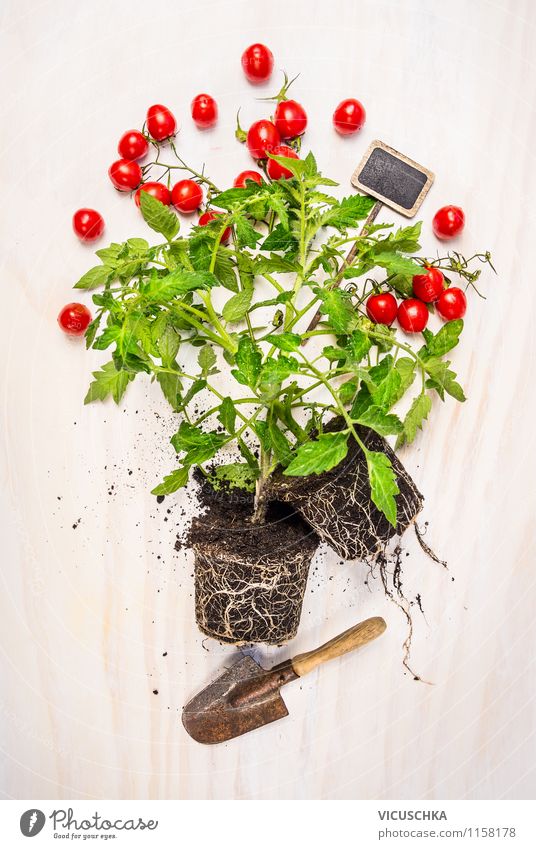 Young tomato plant with shovel and plant shield. Food Vegetable Style Design Healthy Eating Life Summer Garden Table Gardening Nature Spring Plant