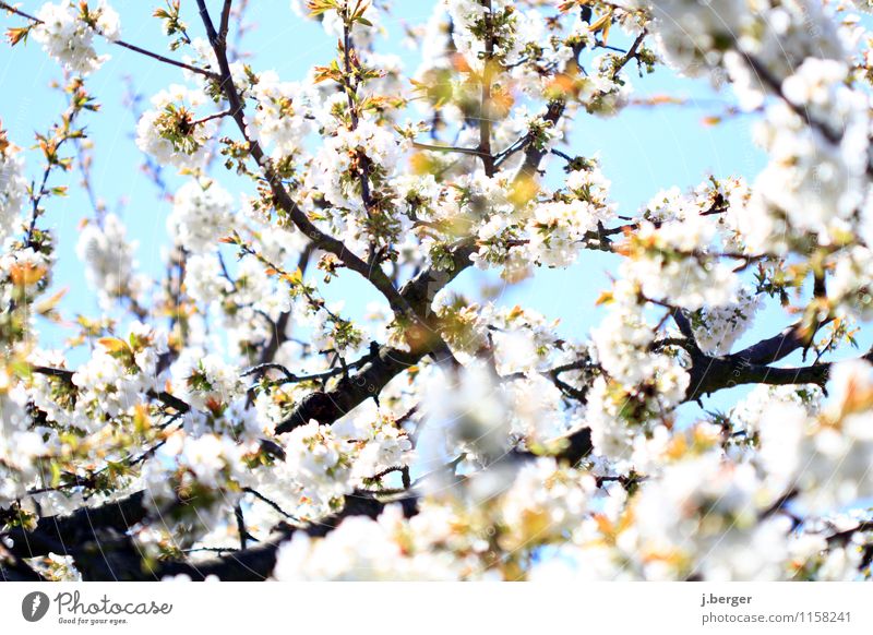 cherry factory Nature Plant Sky Cloudless sky Spring Beautiful weather Blossom Agricultural crop Blossoming Fragrance Blue White Cherry tree Cherry blossom Bud