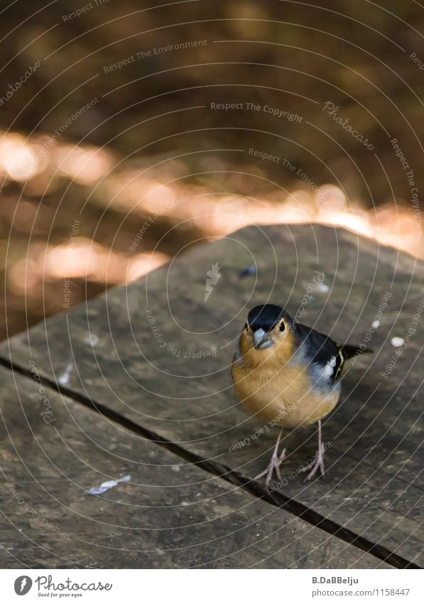 A cheeky Spanish finch looks what he can dust. Looking into the camera Animal portrait Deserted Close-up Exterior shot Colour photo Gomera Spain Sparrow Finch