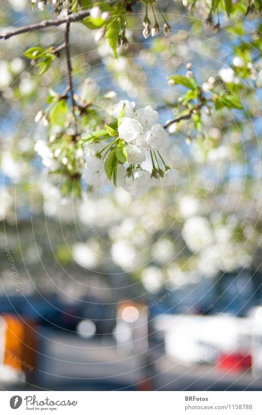 Spring in the city Plant Sun Beautiful weather Tree Blossom Town Multicoloured Green White Moody Happiness Spring fever Colour photo Exterior shot Deserted