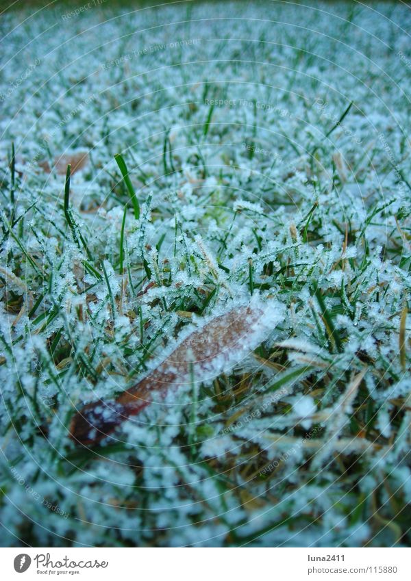 Frosty nose Cold Frozen Ice crystal Grass Maple tree Blade of grass Ground level Winter Autumn Hoar frost frosted Crystal structure Lawn Floor covering Earth