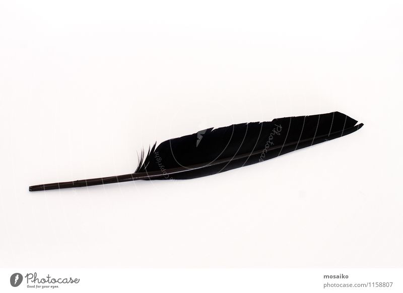 black feather Design Valentine's Day Academic studies Art Animal Bird Paper Pen Think Write Retro Black Idea Inspiration Feather Literature isolated empty poesy