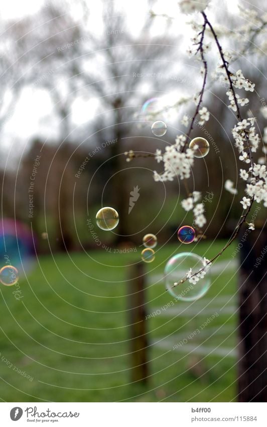 spring blubber Soap bubble Spring Tree Blossom Delicate Caution White Green Meadow Fence Beautiful Bubble