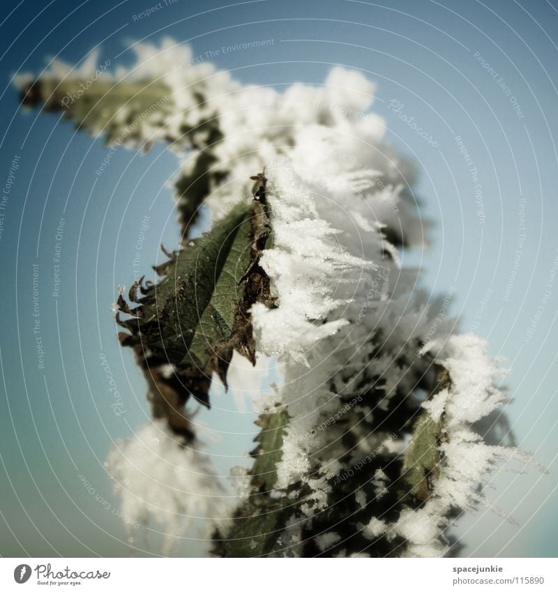 ice age Ice age Cold Freeze Winter Hoar frost December Ice crystal Green Stinging nettle White Minus degrees Thaw Frost Snow Nature Sky Blue Medicinal plant