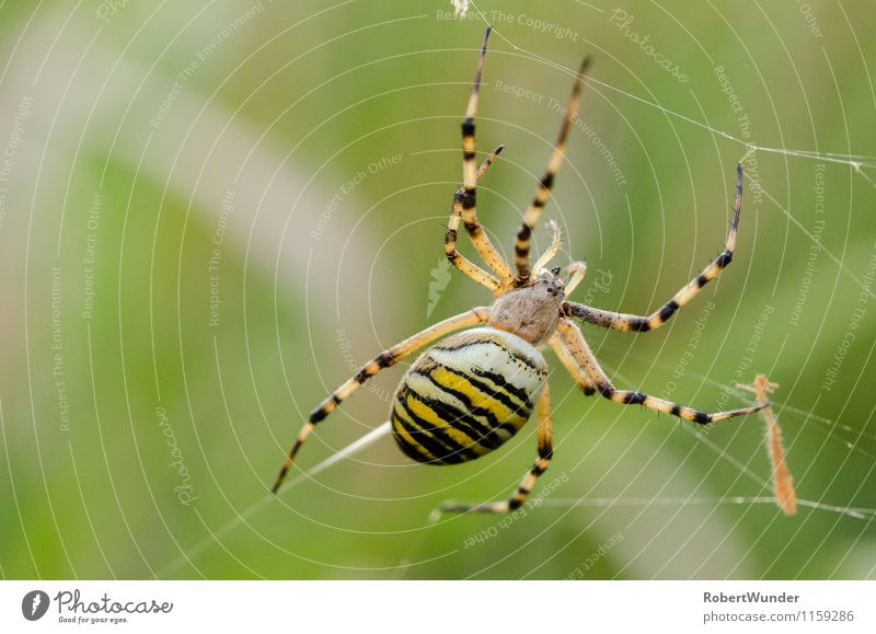 wasp spider Nature Beautiful weather Meadow Animal Spider 1 Yellow Green Black White Environment Black-and-yellow argiope Spider's web Colour photo