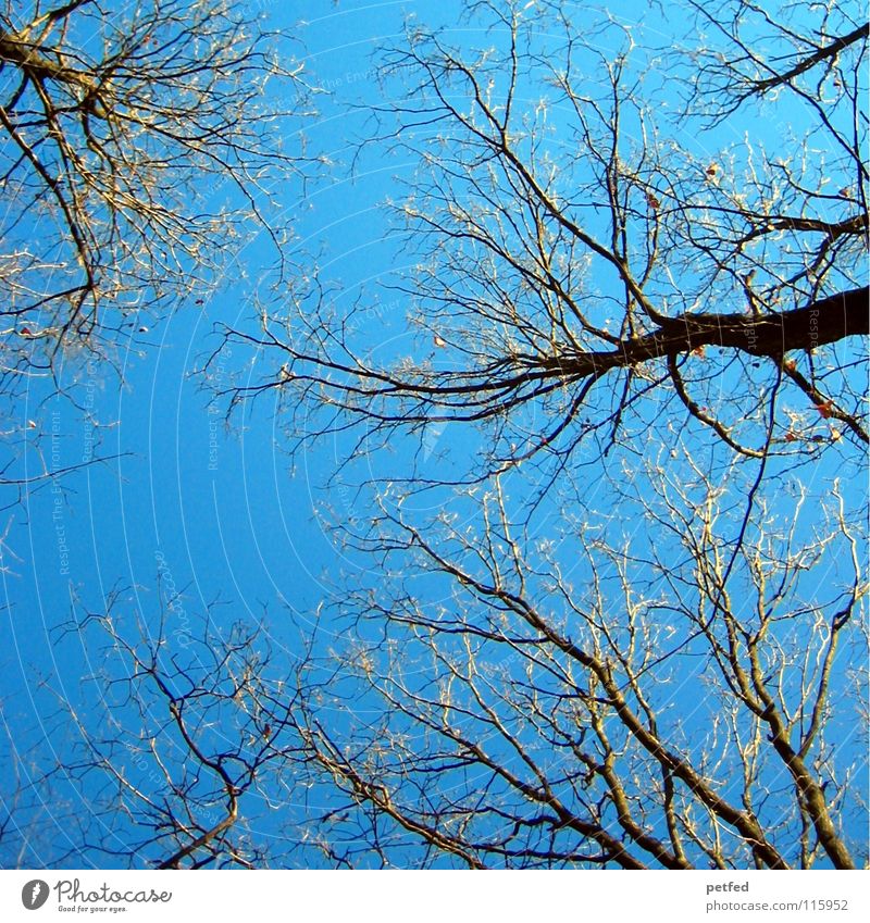 Stretch Tree Winter Happiness Under Forest Weather Blue Sky To go for a walk Looking Nature Shadow Branch Twig Above