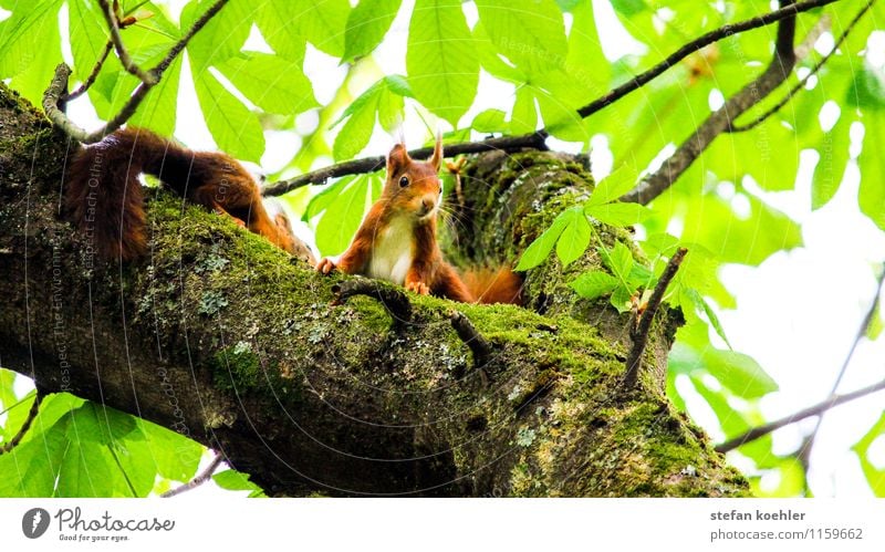 squirrels Trip Nature Spring Beautiful weather Tree Forest Animal Wild animal 2 Pair of animals Observe Looking Friendliness Happy Small Cute Positive Brown