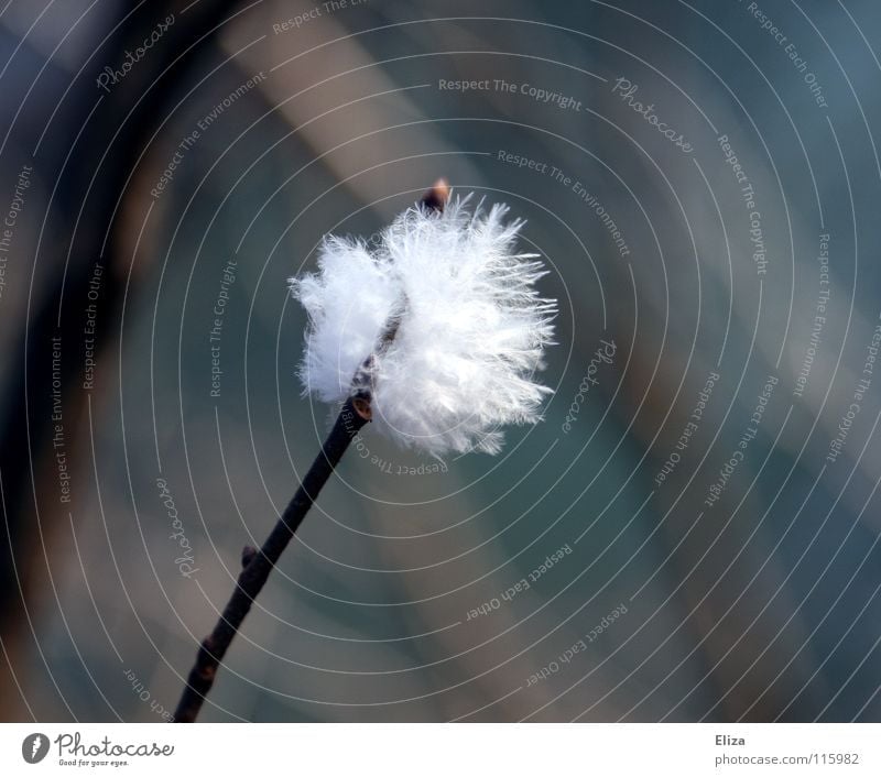 cotton ball Soft Delicate White Tiny hair Easy Hover Animal Cuddly Macro (Extreme close-up) Close-up Bird Feather Branch Wind Twig Detail Nature