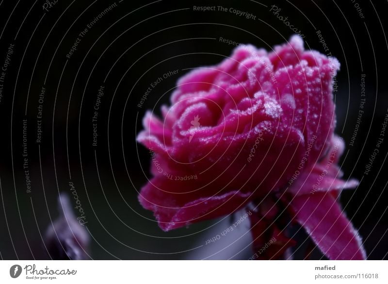 ice rose Beautiful Winter Ice Frost Flower Rose Blossom Cold Pink Hoar frost Freeze to death Frozen Crystal structure ossified Colour photo Exterior shot