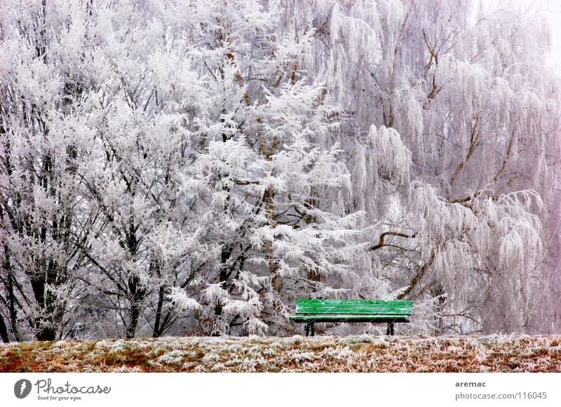 resting place Winter Tree Calm Green Forest Park bench Cold Ice house Frost Bench Landscape Nature Snow