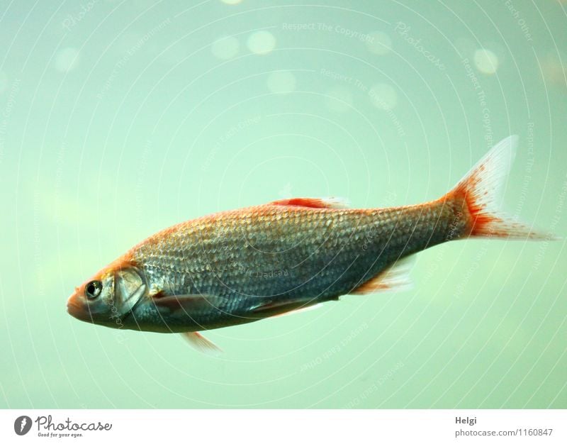 weightlessly Water Animal Fish Aquarium 1 Looking Swimming & Bathing Uniqueness Small Wet Blue Gray Red Contentment Attentive Loneliness Life Nature Environment