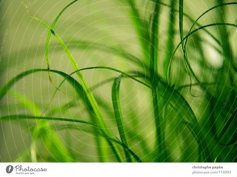 greenlines Organic produce Decoration Nature Plant Spring Grass Growth Natural Soft Green Blade of grass Ecological Houseplant Background picture cat grass