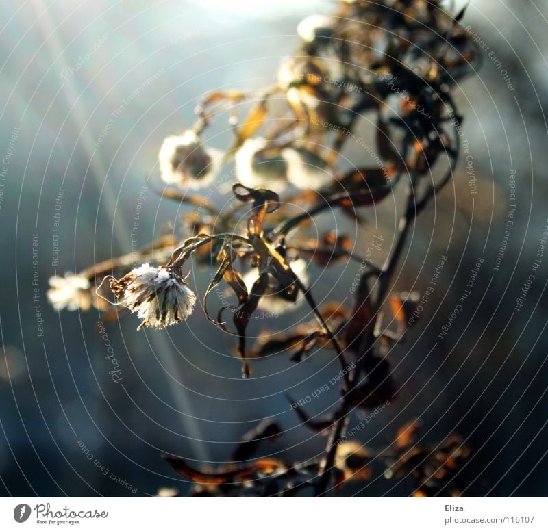 waiting for spring Light Lighting Plant Soft Moody Leaf Bushes Spring Winter Autumn Flower Dry Dried Celestial bodies and the universe Sun. flowers Nature