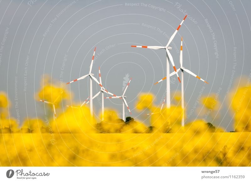 Renewable Energies Energy industry Renewable energy Wind energy plant Environment Plant Cloudless sky Horizon Summer Blossom Agricultural crop Canola