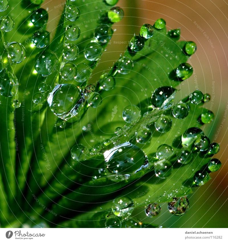Dew drops 2 Drops of water Clarity Fresh Clean Pure Green Glittering Morning Grass Transparent Background picture Meadow Water Macro (Extreme close-up) Close-up