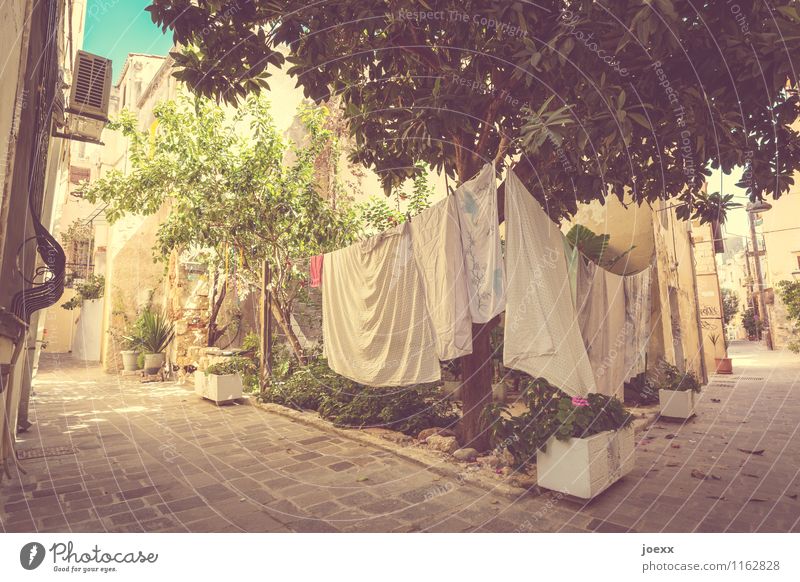 tumble dryers Tree Garden Dry Idyll Living or residing Interior courtyard Laundry Colour photo Subdued colour Multicoloured Exterior shot Deserted Day Light