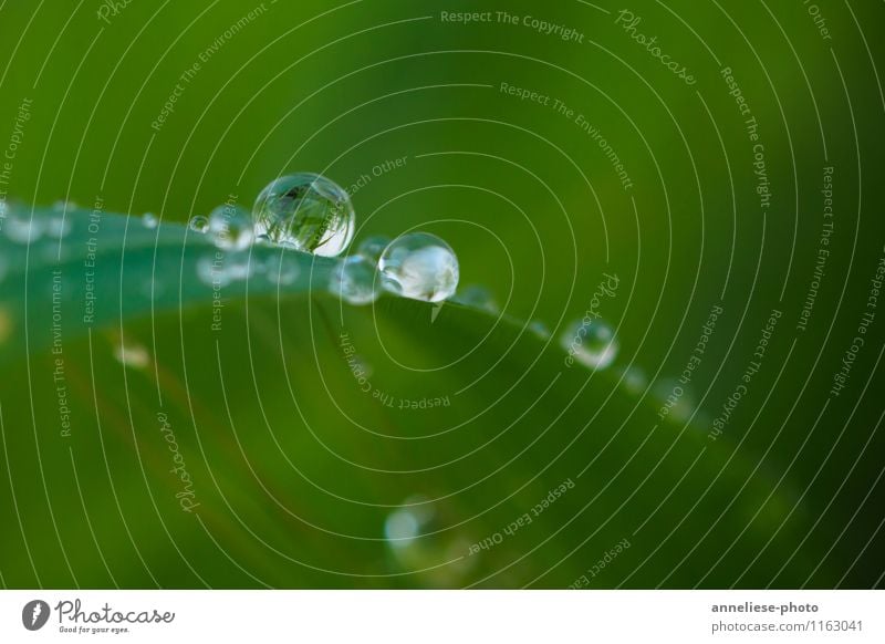 tears of nature Plant Drops of water Spring Rain Grass Leaf Garden Meadow Wet Green Nature Colour photo Exterior shot Close-up Detail Macro (Extreme close-up)