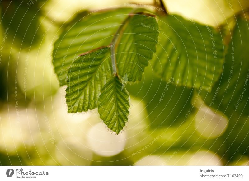 book green Nature Plant Spring Leaf Beech leaf Glittering Illuminate Growth Fresh Natural Soft Brown Green Moody Spring fever Idyll Pure Dream Blur Colour photo
