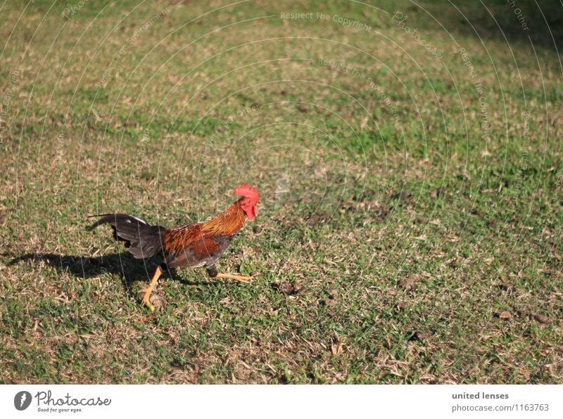 FF# Run Man! Animal Farm animal Esthetic Free-range rearing Rooster Cockscomb Crowfoot Running Escape Grass Colour photo Subdued colour Exterior shot Detail