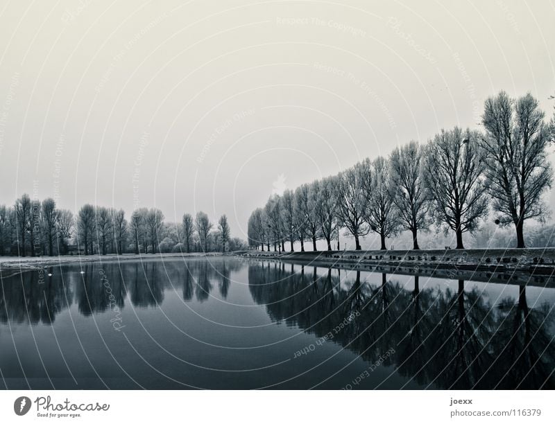 Peace and Power Avenue Row of trees Clouds Loneliness Relaxation Cold Mystic Love of nature Poplar Promenade Calm Lake Smoothness Reflection Animal Gloomy