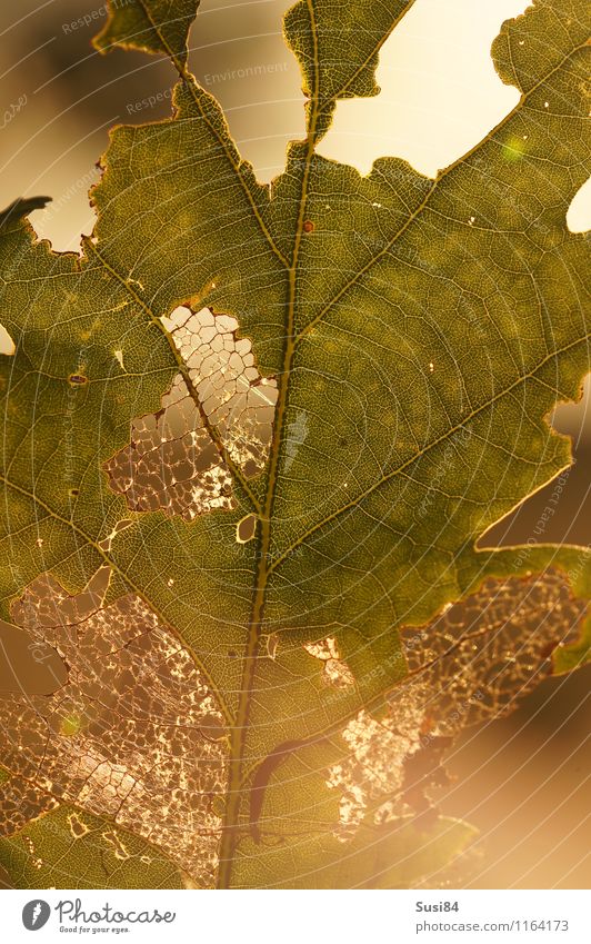 Oak leaf against the light Nature Plant Summer Leaf Wild plant Oak tree Forest To feed Illuminate Esthetic Bright Uniqueness Natural Gold Green End Idyll